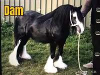 حصان, Gypsy horse — الصورة 3