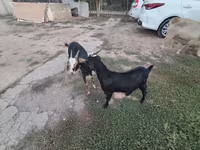 عنزة, Saanen goat — الصورة 5