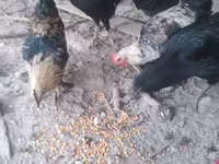 Chickens — الصورة 4