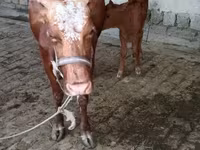 بقرة, Simmental cattle — الصورة 4