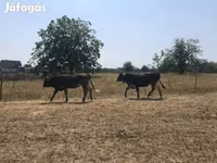母牛, Brown Carpathian breed — 照片 2
