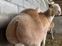 Carnero, Afghan Arabi sheep — foto 1