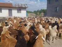 Carnero, Ovejas — foto 1