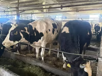 母牛, Swiss cattle — 照片 5
