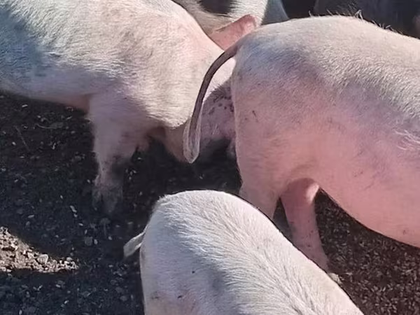 Schweine (Partie, Geschlecht nicht angegeben), Schweine