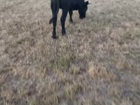 Kuh, Aberdeen-Angus — Foto 2