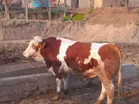 ثور, Simmental cattle — الصورة 4