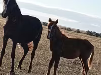 فرس, Horse breed — الصورة 1