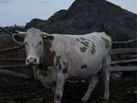 Vaca, Simmental cattle — foto 2