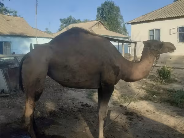 ناقة, الجمال