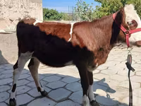 Bulle, Simmental cattle — Foto 1