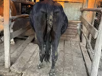 Vaca, Latvian Blue cattle — foto 6