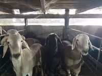 Ram, Sheep — photo 3