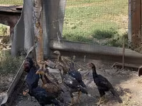 Chickens — الصورة 4