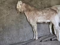 Ziege, Beetal goats — Foto 4