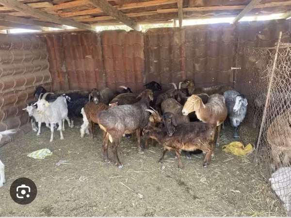 Cabras (lote, sexo no especificado), Cabras