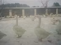 Geese — photo 3