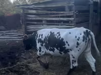 Cow, Russian Black pied cattle — photo 1