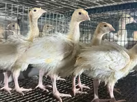 بيغ 6 — الصورة 2