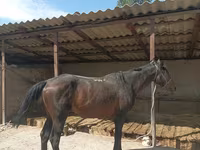 Horse (M), Karachay horse — photo 6