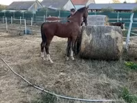 حصان, Dutch warmblood horse — الصورة 7