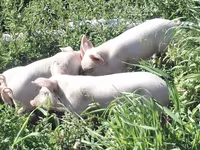 Schweine (Partie, Geschlecht nicht angegeben), Ландрас — Foto 1