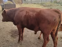 Toro, Vaca de estepa roja — foto 1