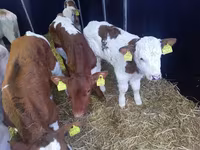 Бык, Корова лимузин — фото 2