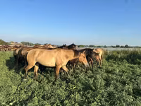 Hengst, Bashkir horse — Foto 1