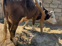 بقرة, الماشية — الصورة 2