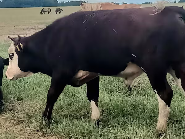 Bull, Hereford