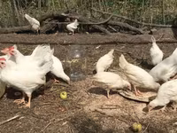 Leghorn — photo 3