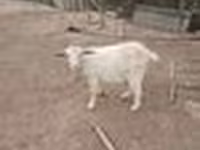 Ziege, Saanen goat — Foto 7