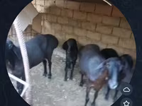 भेड़, भेड़ — फ़ोटो 3