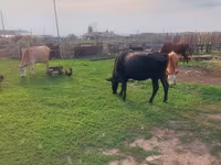Vaca, Ganado vacuno — foto 1