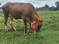 गाय, अलाताऊ नस्ल — फ़ोटो 5