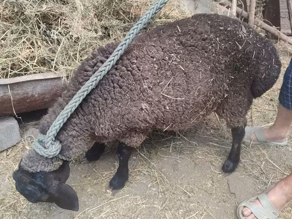 母羊, Saryarka sheep