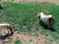 Stute, Australian Pony — Foto 2