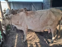 Kuh, Latvian Blue cattle — Foto 1