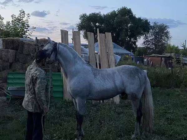 Caballo, Orlov Trotter