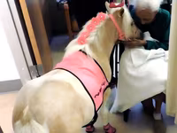 فرس, Miniature horse — الصورة 5