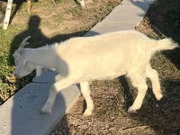 عنزة, Saanen goat — الصورة 2