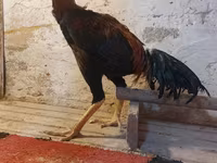 Chickens — 照片 6
