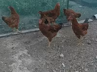 Rhode Island Red — photo 1