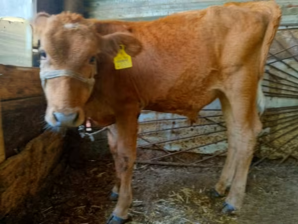 Bovinos (lote, sexo no especificado), Ganado vacuno