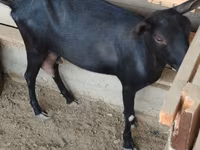 बकरी, Alpine goat — फ़ोटो 5