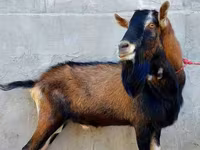 عنزة, Alpine goat — الصورة 1