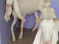 Коза, Гулаби коза — фото 3
