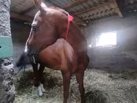 Caballo, Akhal-Teke — foto 4