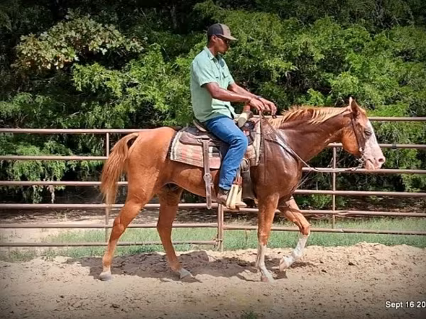 घोड़ा, American paint horse
